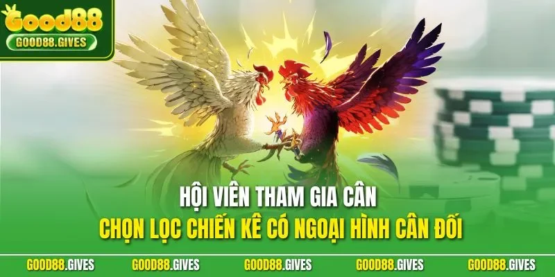 Hội viên tham gia cân chọn lọc chiến kê có ngoại hình cân đối