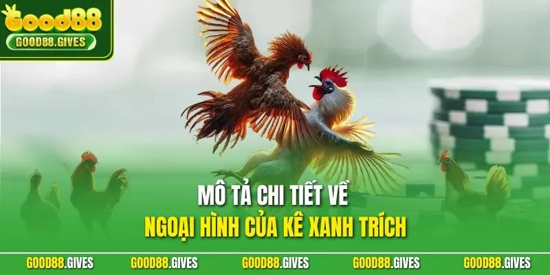 Mô tả chi tiết về ngoại hình của kê xanh trích